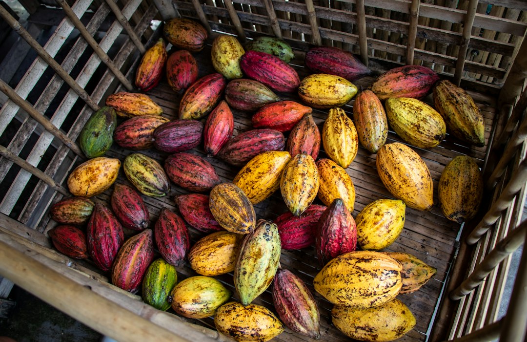 Cocoa pods