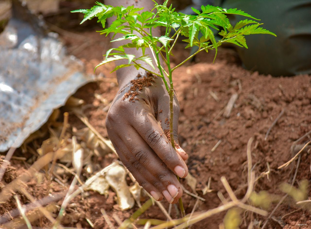 The Art of Drawing Readers In: Your attractive post title goes here Close-up of a hand planting a sapling in brown soil, promoting reforestation in Uganda.