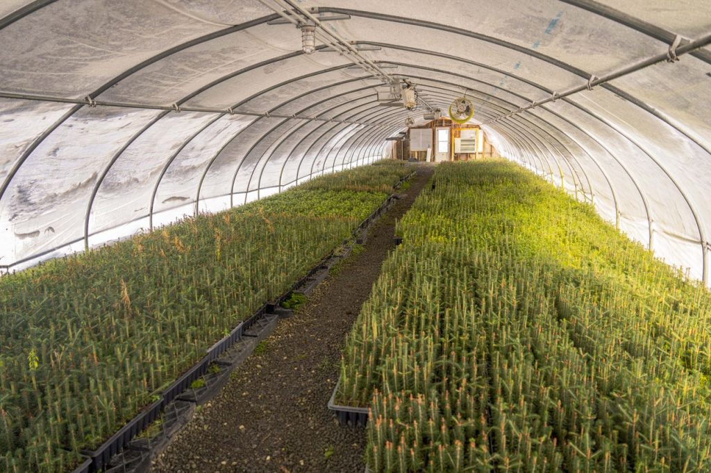 Crafting Captivating Headlines: Your awesome post title goes here A greenhouse filled with young pine seedlings in a bright, controlled environment.
