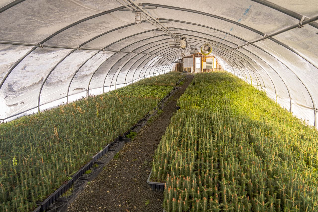 Crafting Captivating Headlines: Your awesome post title goes here A greenhouse filled with young pine seedlings in a bright, controlled environment.