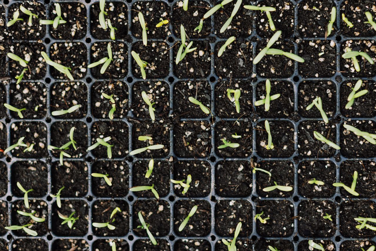 Top view of young green seedlings growing in black planting trays for gardening.